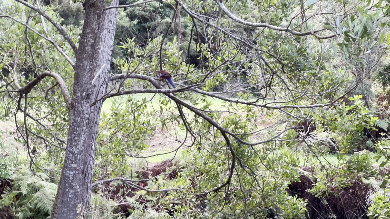 Kennett River Nature Walk