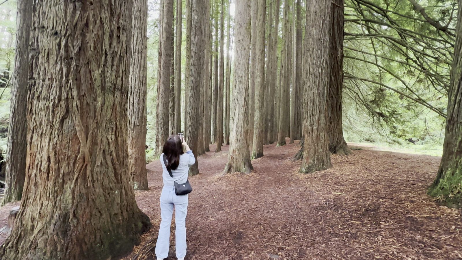 The Redwoods Otways