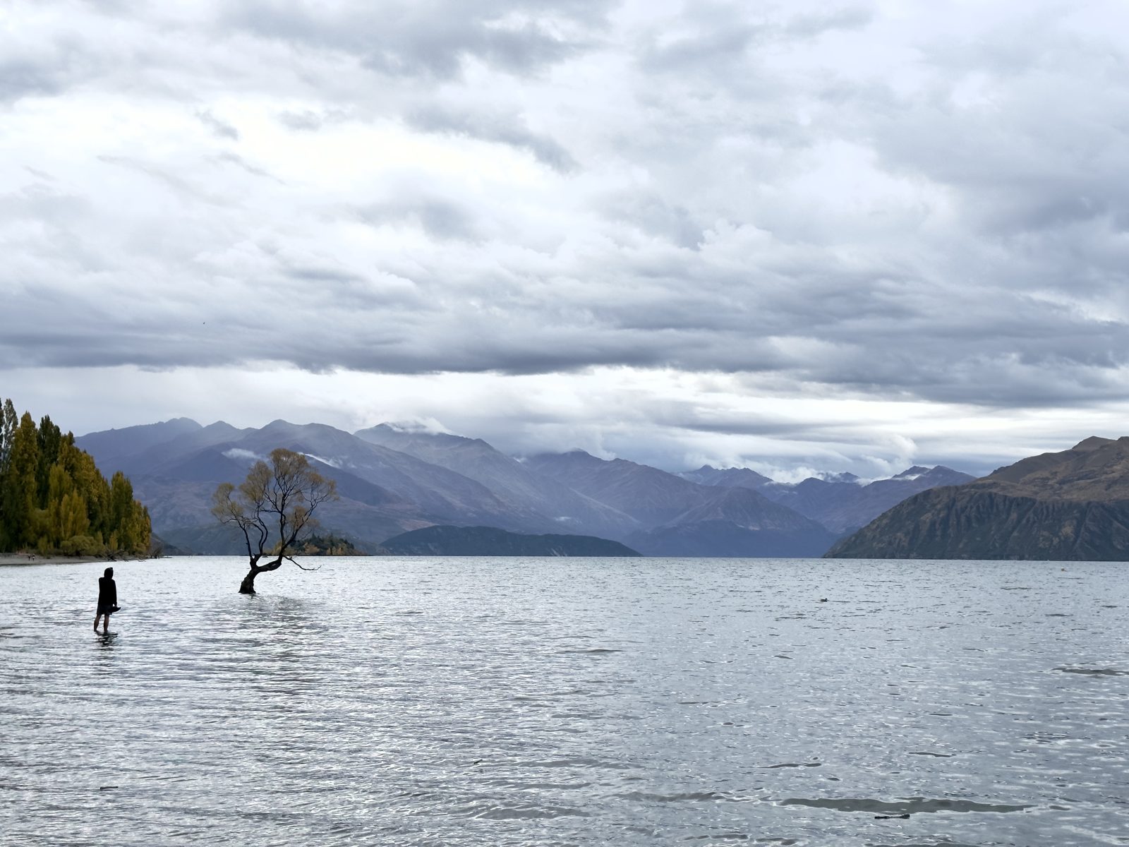 Wānaka Willow Tree