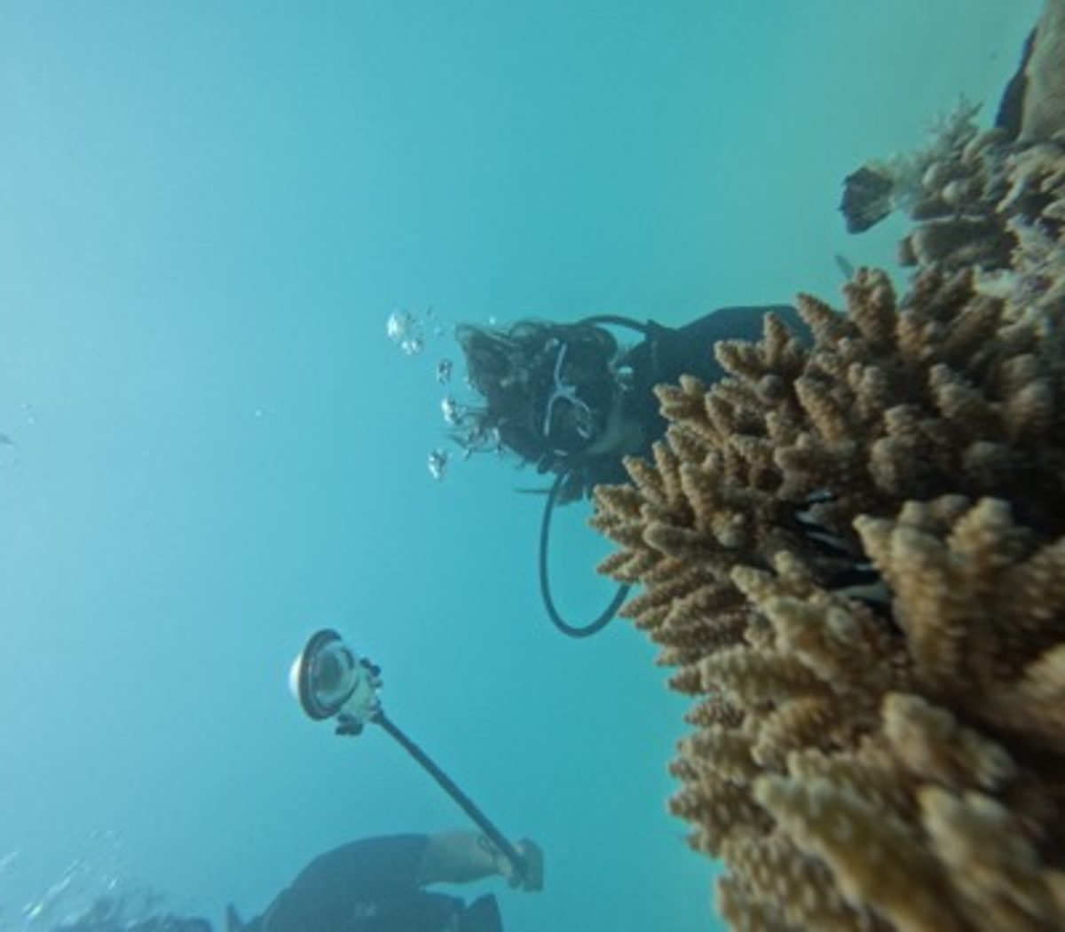 Reef Diving